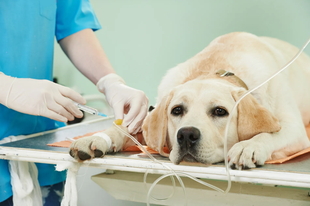 dog vaccination