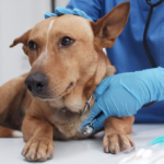 dog vaccination clinics
