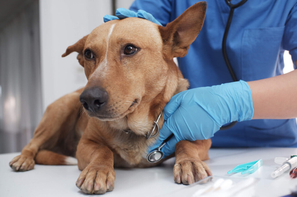 dog vaccination clinics
